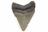 Bargain, Juvenile Megalodon Tooth - North Carolina #196028-1